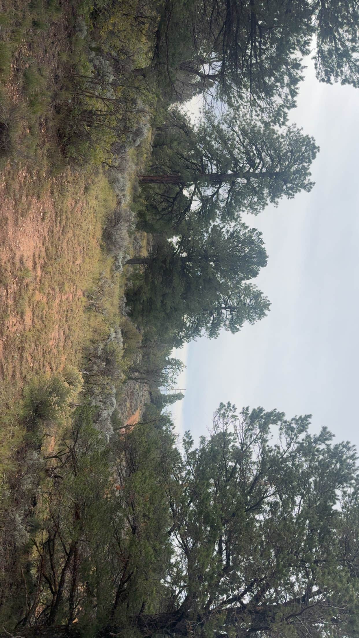 Camper-submitted photo at F328 dispersed camping spot near Grand Canyon, AZ