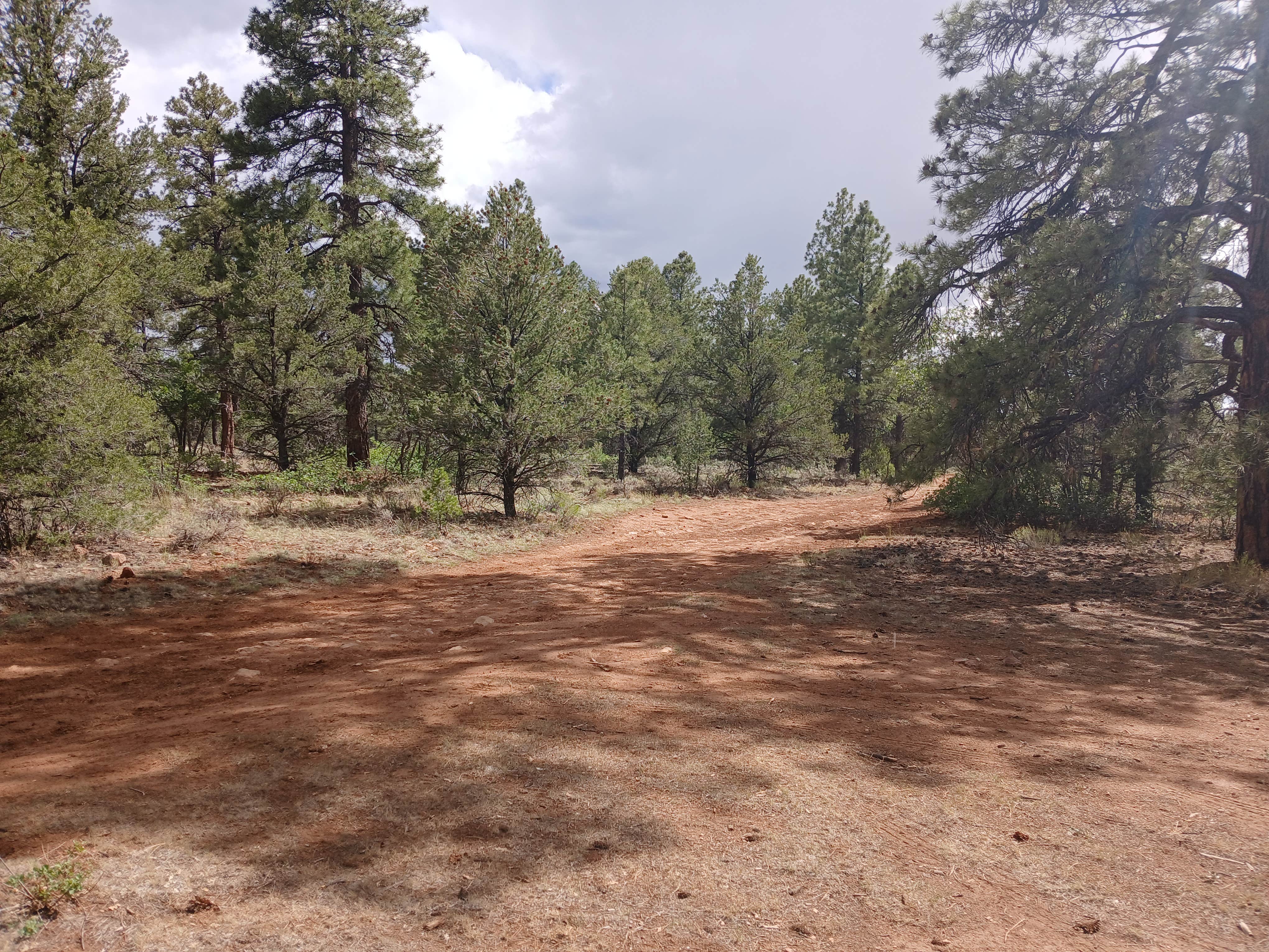 Camper submitted image from F328 dispersed camping spot - 2