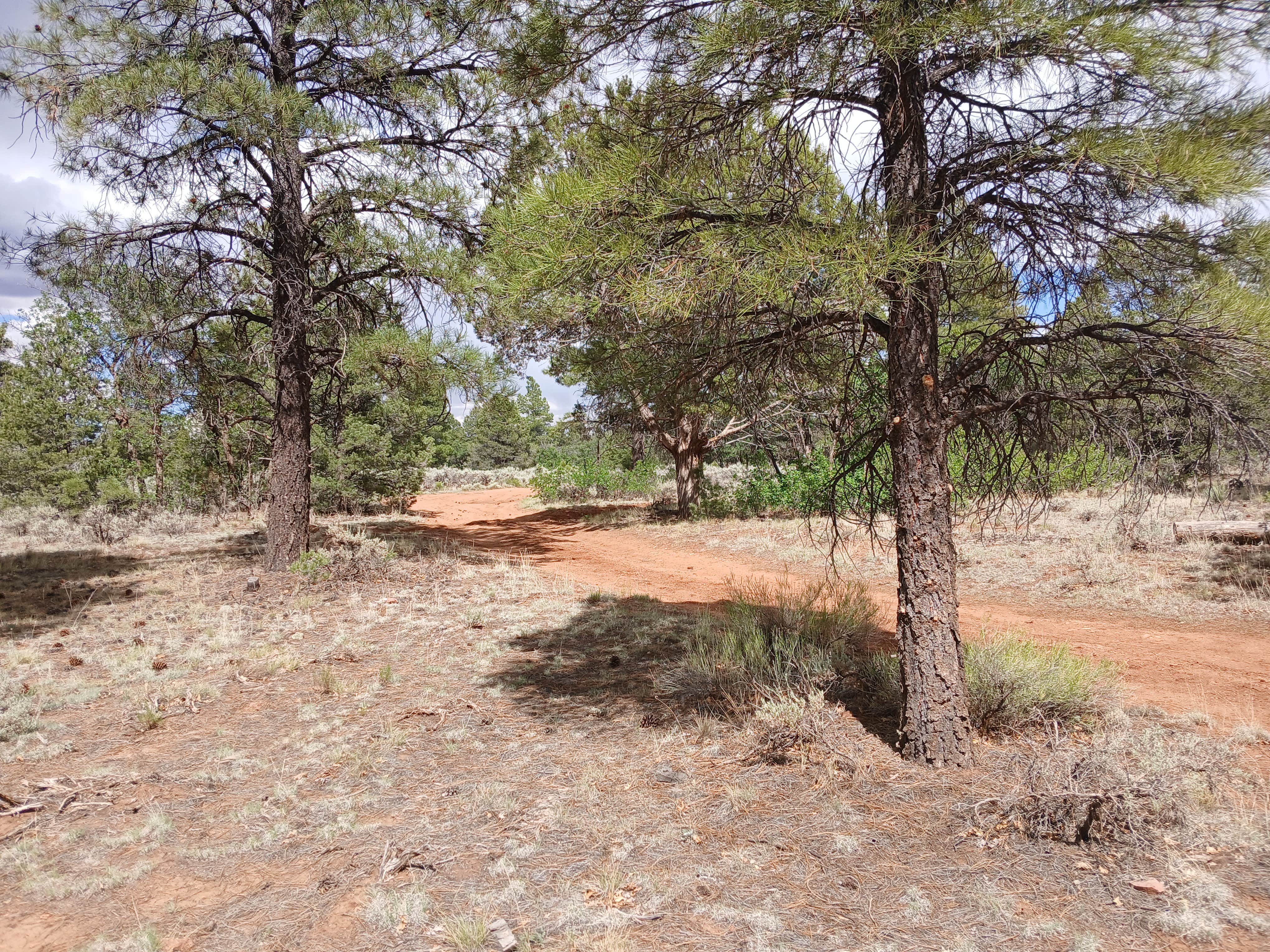 Camper-submitted photo at F328 dispersed camping spot near Grand Canyon, AZ