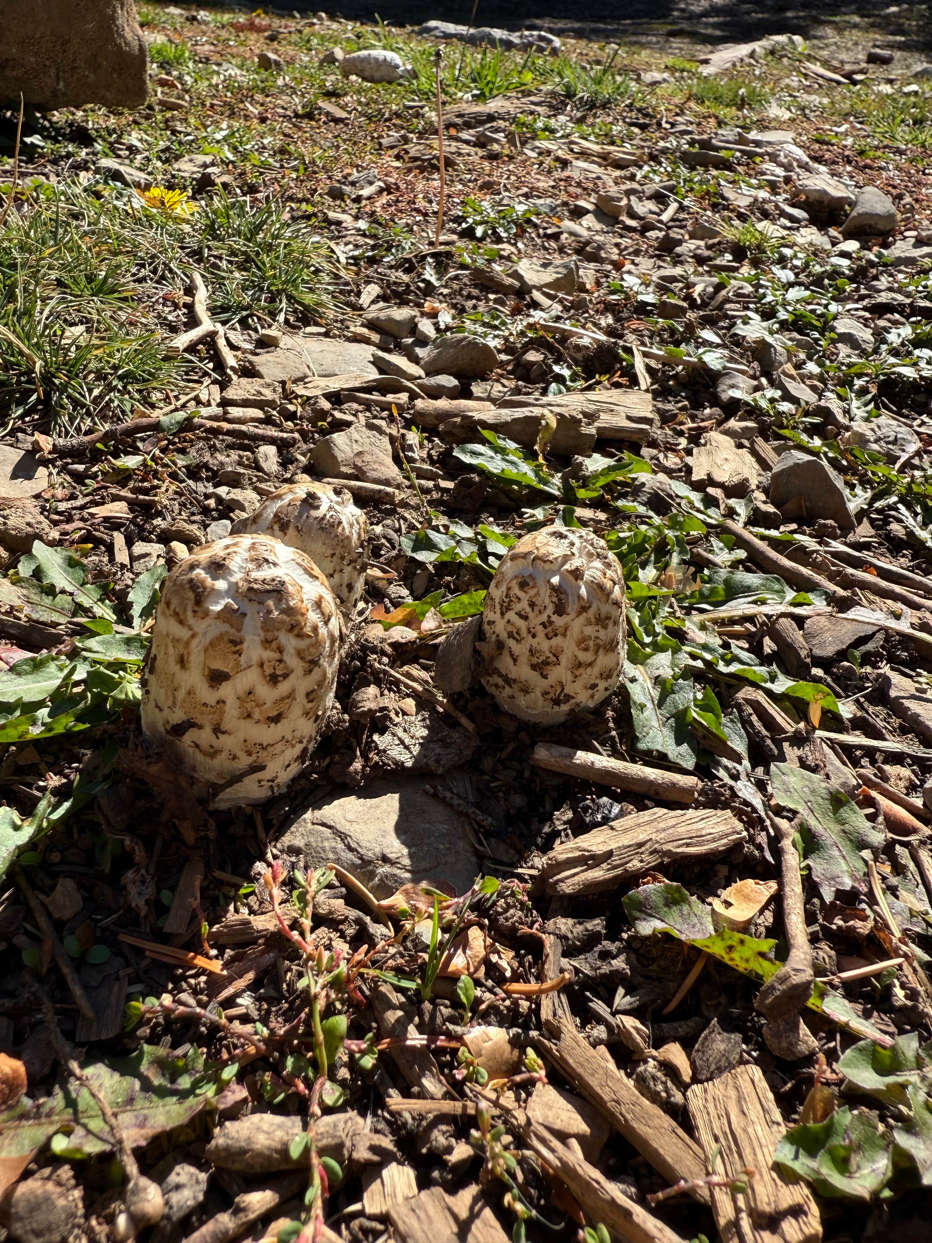 Camper-submitted photo at Fairy Lake Dispersed Camping near Livingston, MT