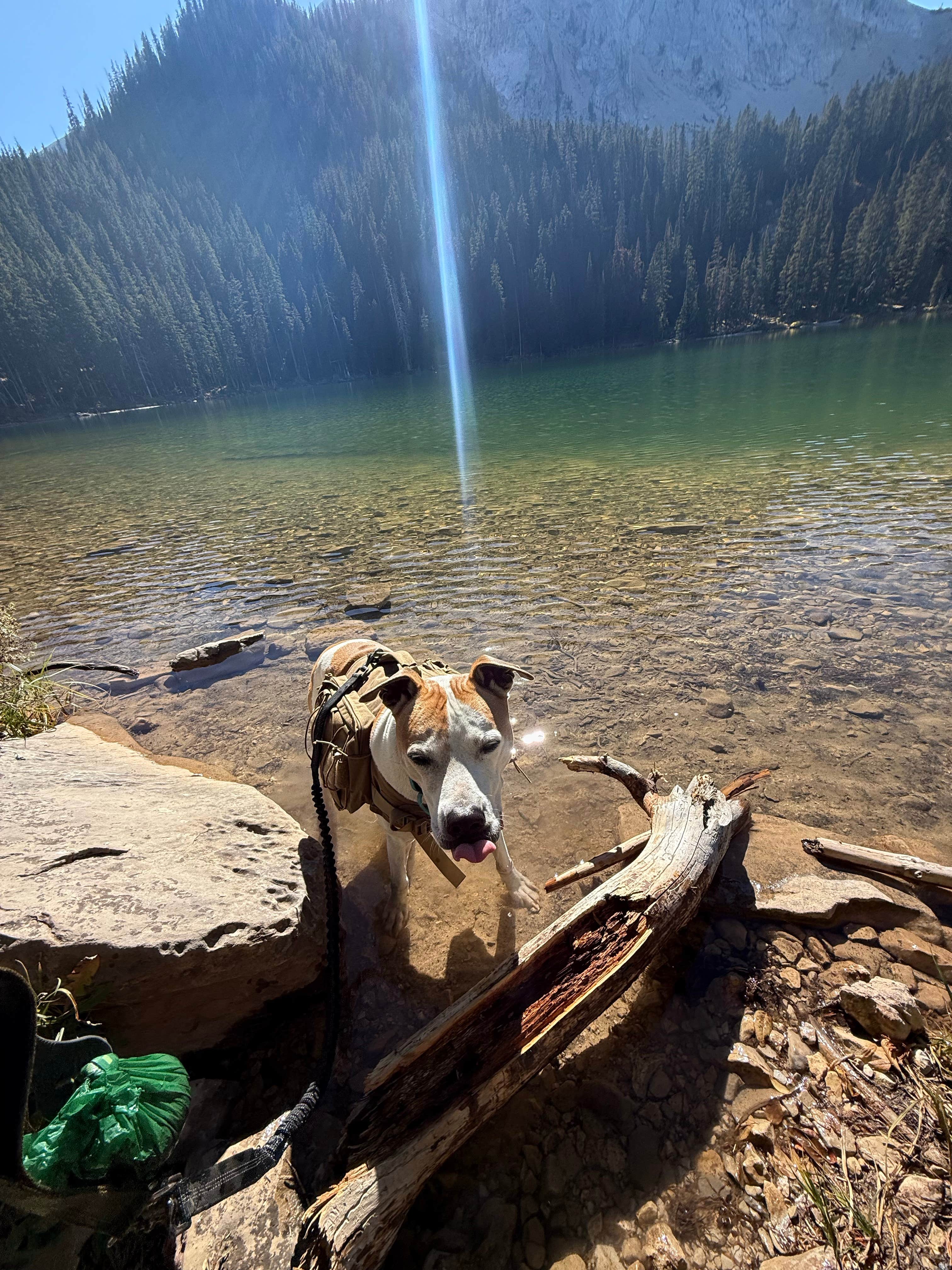 Ariana N.'s photo of camping with pets at Fairy Lake Dispersed Camping near Gallatin National Forest
