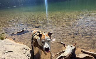 Ariana N.'s photo of camping with pets at Fairy Lake Dispersed Camping near Livingston, MT