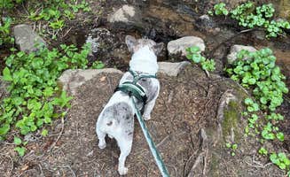 Aliya B.'s photo of camping with pets at Fall River reservoir near Georgetown, CO