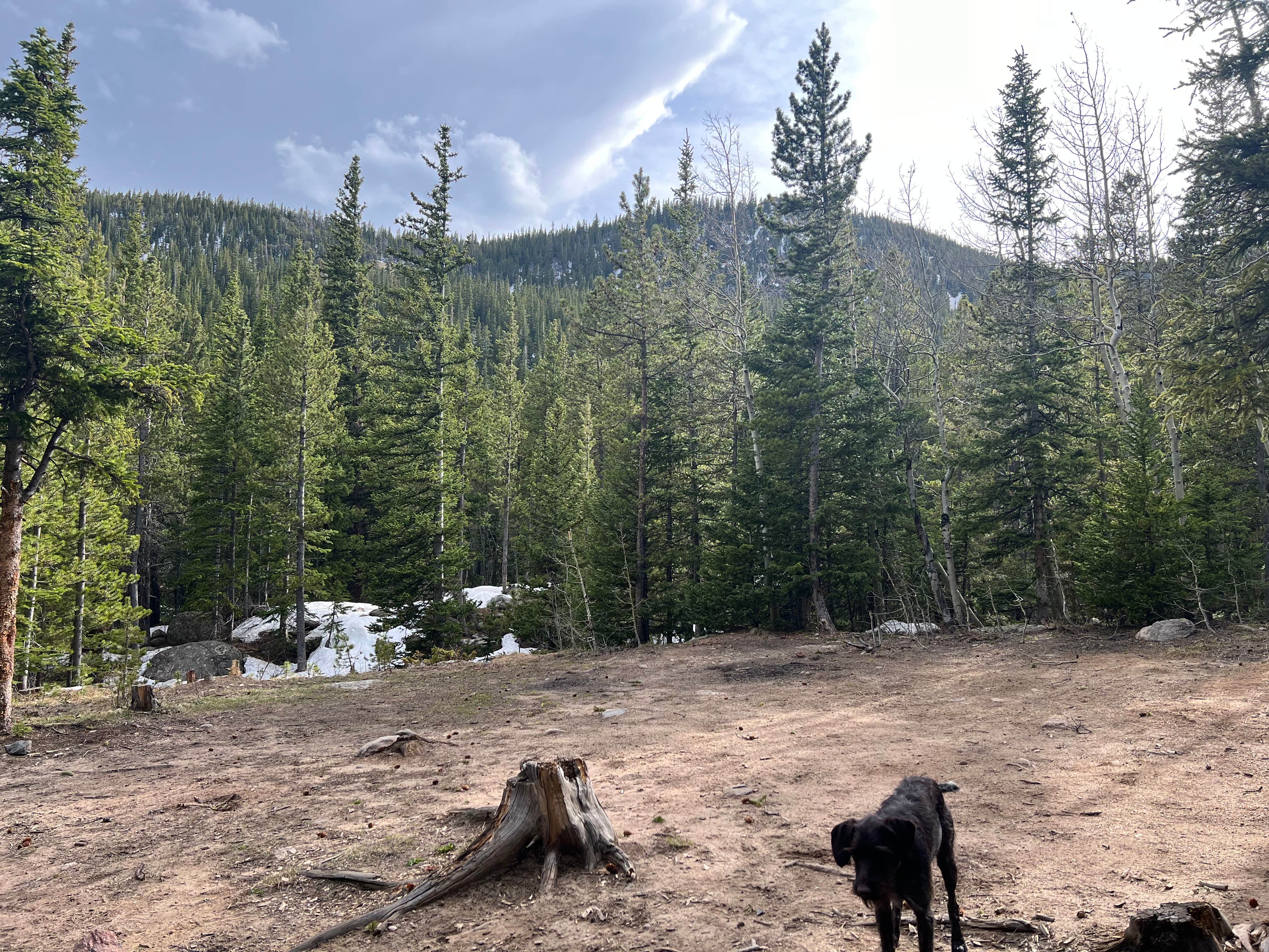 Danielle H.'s photo of camping with pets at Fall River Reservoir Dispersed Camping Trail near Silver Plume, CO