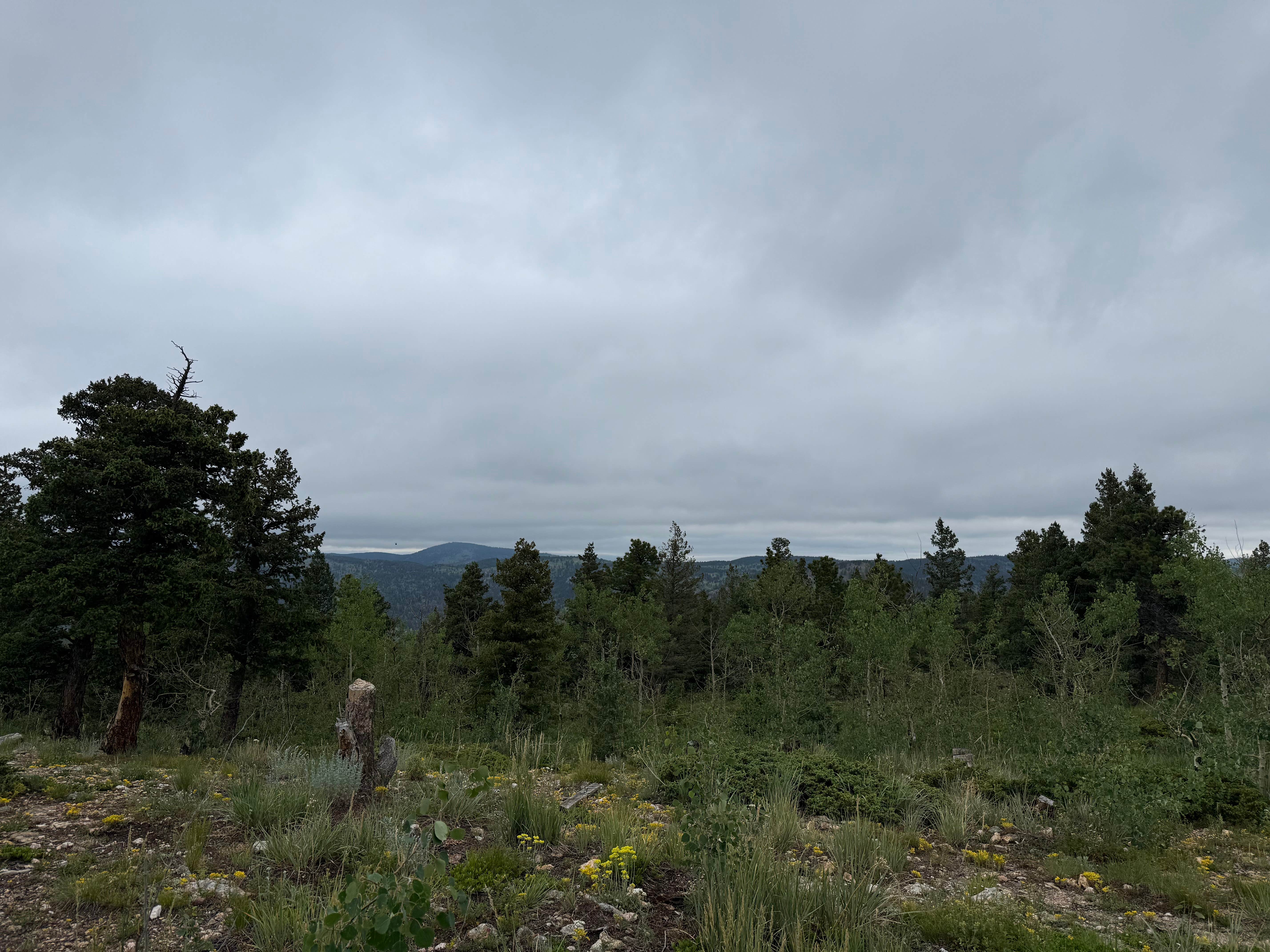 Camping near Forest Road 332 Dispersed: Farewell Gulch, Ward, Colorado
