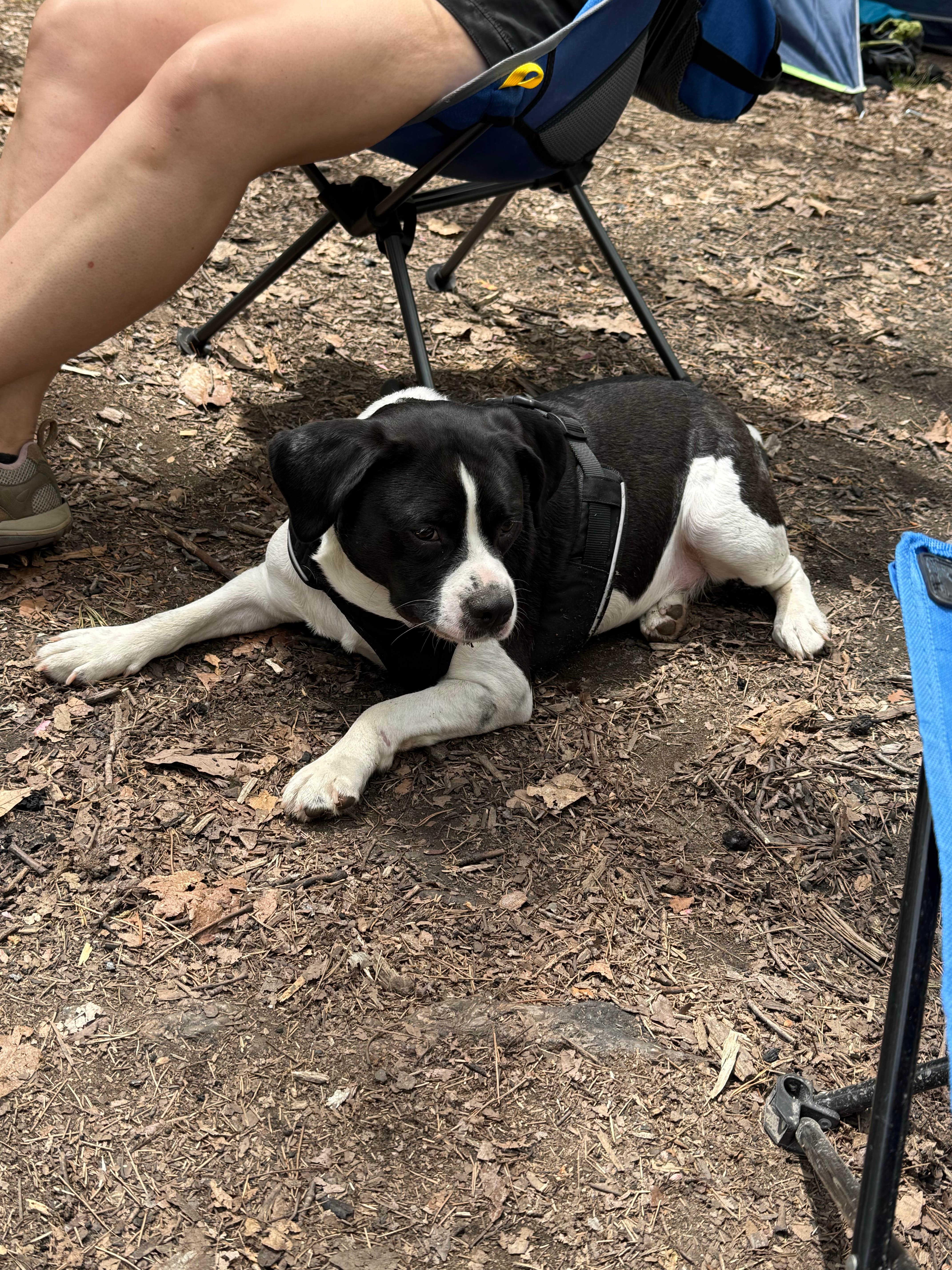 Aidan G.'s photo of camping with pets at Father Adamz Campground — South Cumberland State Park near Pocahontas, TN