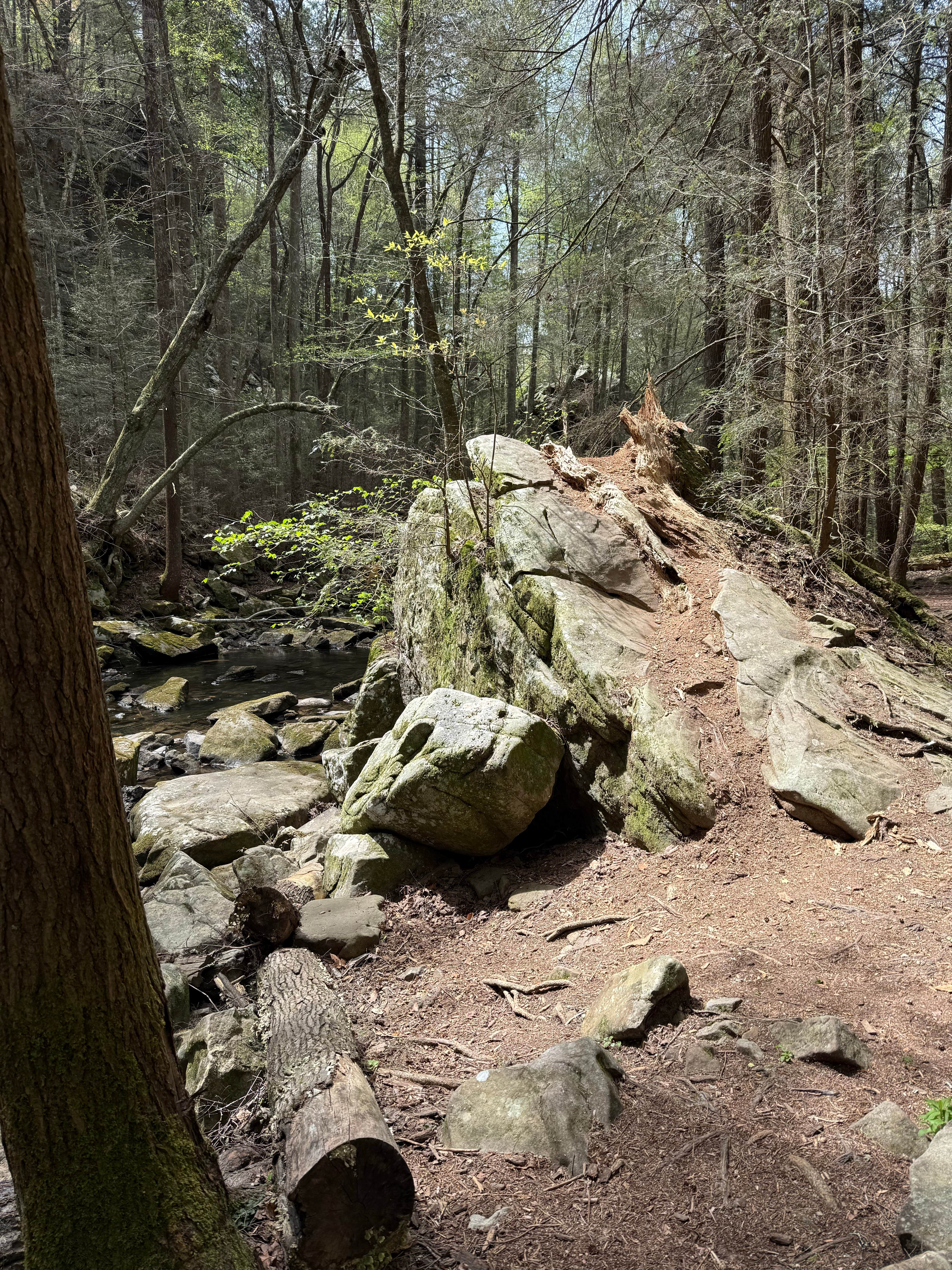 Camper submitted image from Father Adamz Campground — South Cumberland State Park - 2