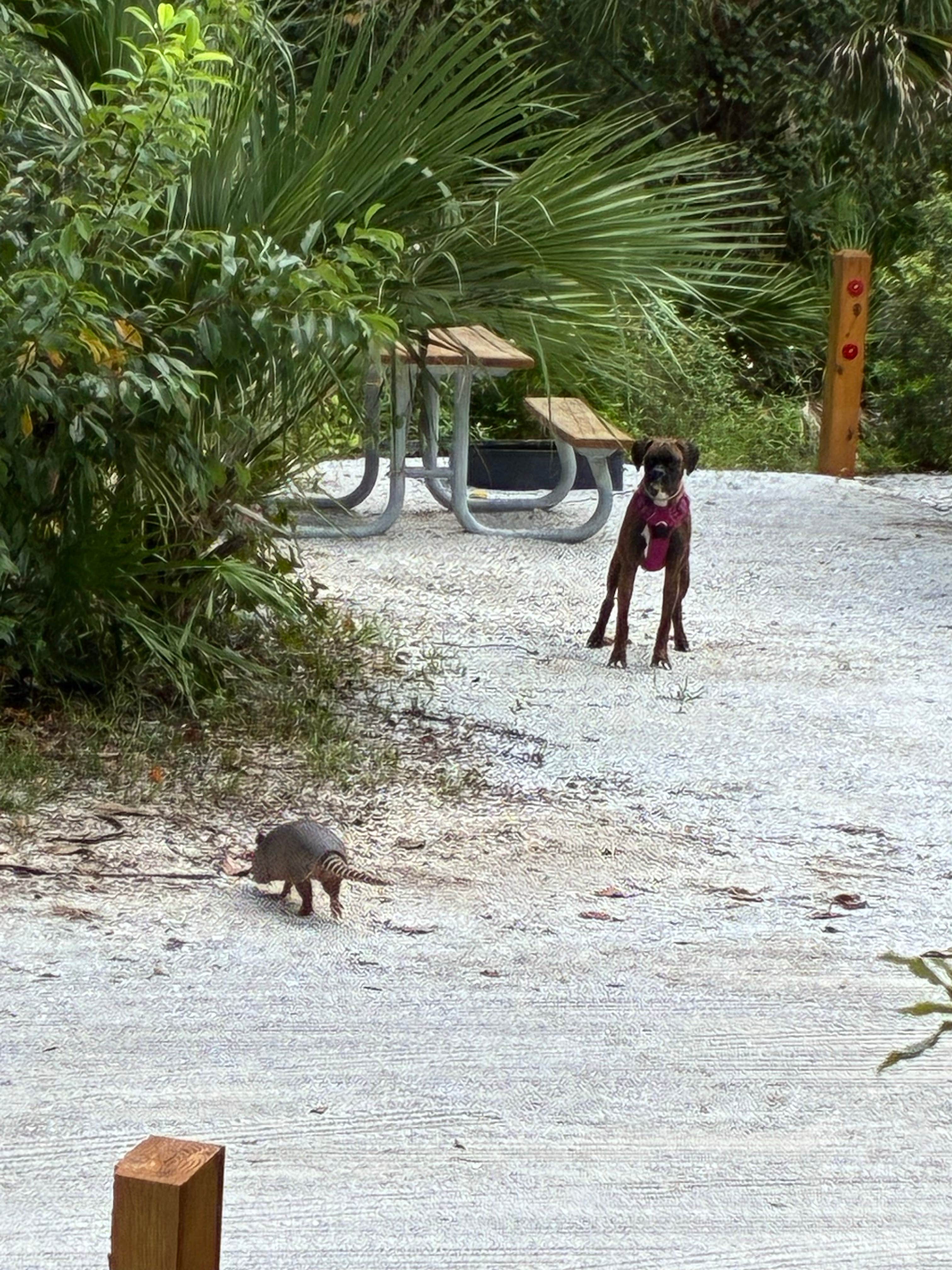 Brian B.'s photo of camping with pets at Faver-Dykes State Park Campground near Pomona Park, FL