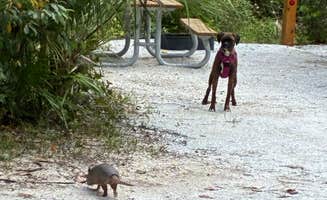 Brian B.'s photo of camping with pets at Faver-Dykes State Park Campground near Palm Coast, FL