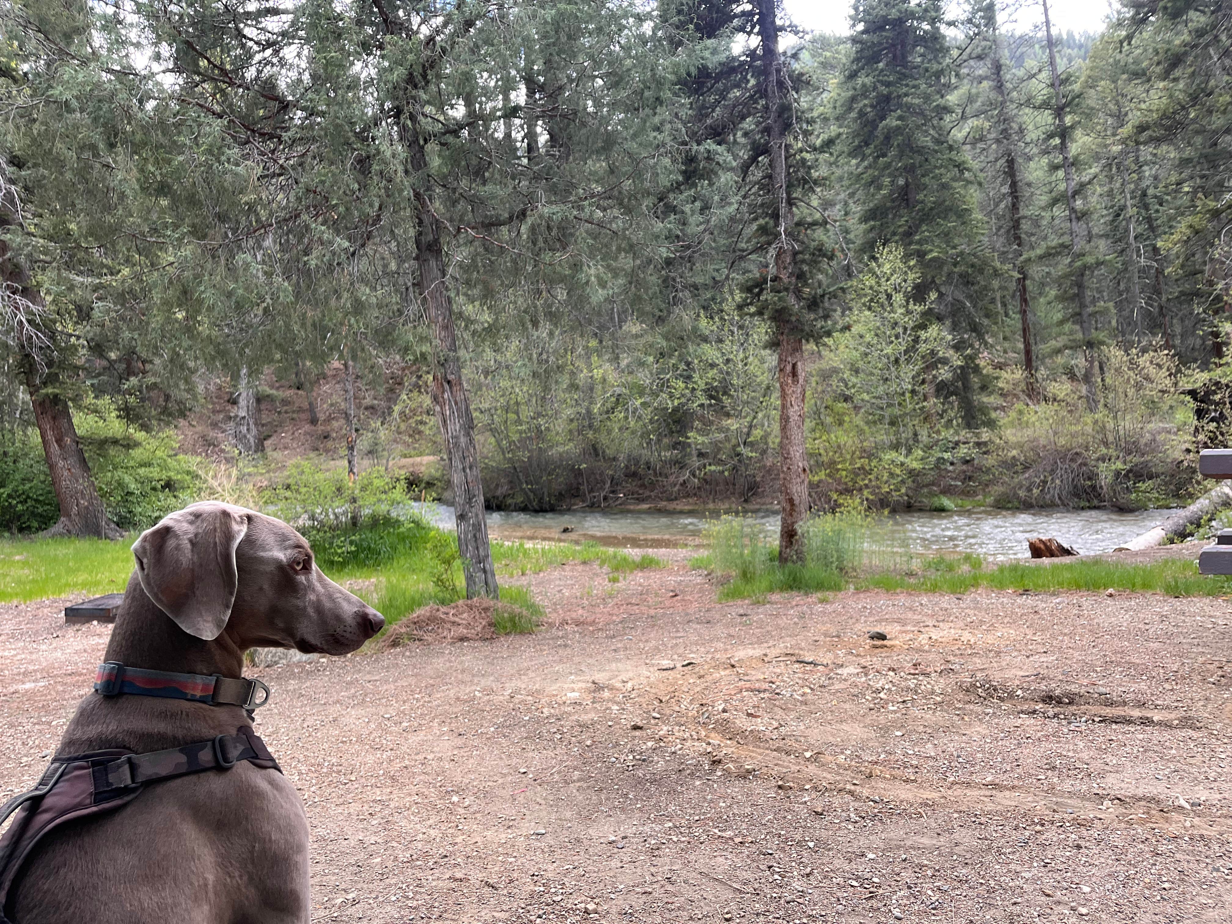 Julie F.'s photo of camping with pets at Fawn Lakes Campground near Eagle Nest, NM
