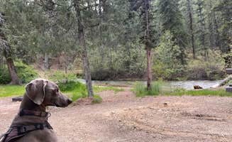 Julie F.'s photo of camping with pets at Fawn Lakes Campground near Eagle Nest, NM
