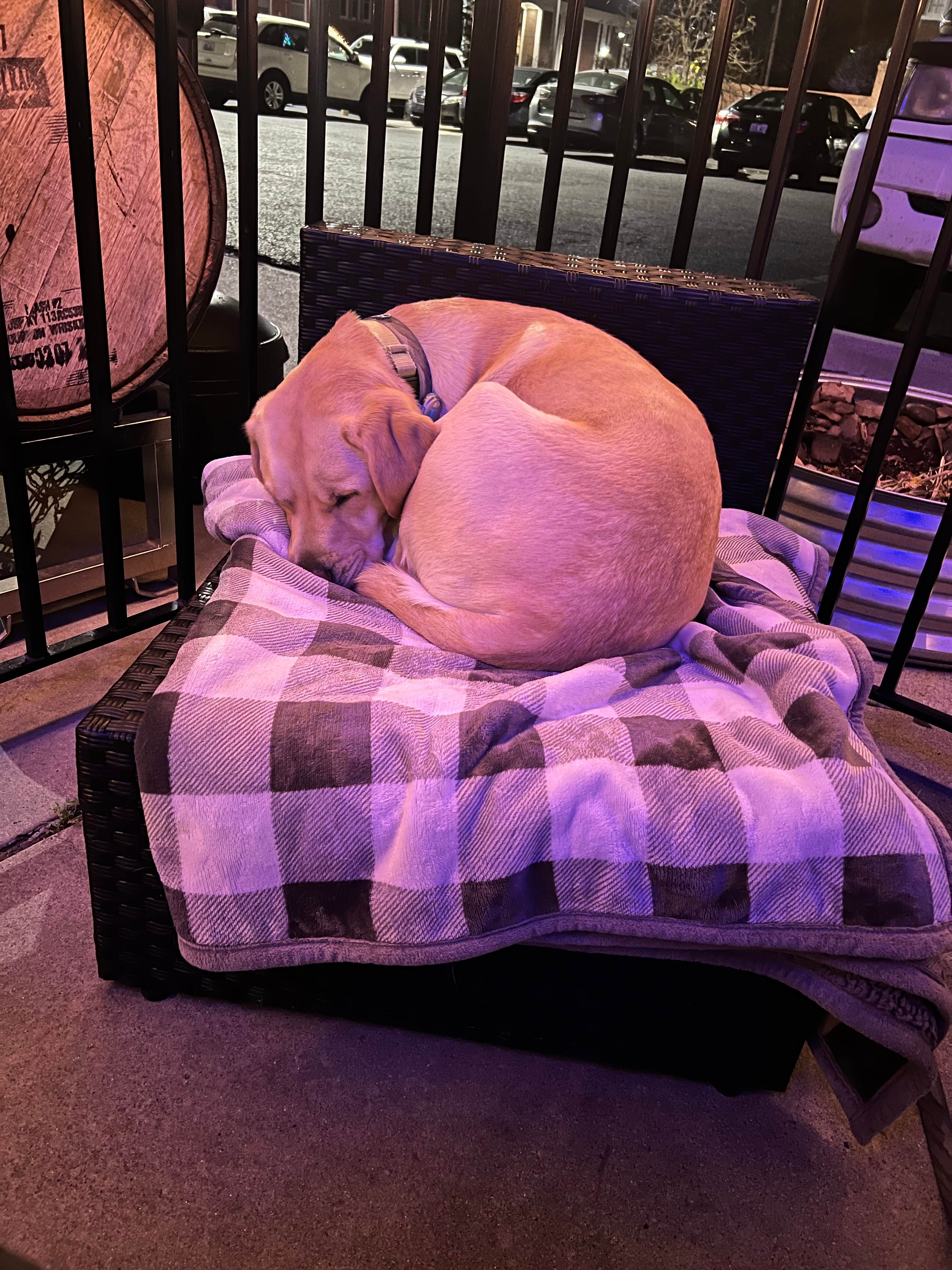 Jennifer N.'s photo of camping with pets at Fern Lake Campground near Paducah, KY