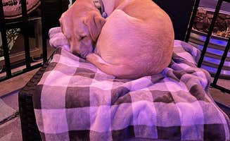 Jennifer N.'s photo of camping with pets at Fern Lake Campground near Paducah, KY