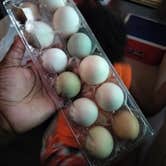 Review photo of Find Out Farms by Dajah B., June 23, 2026