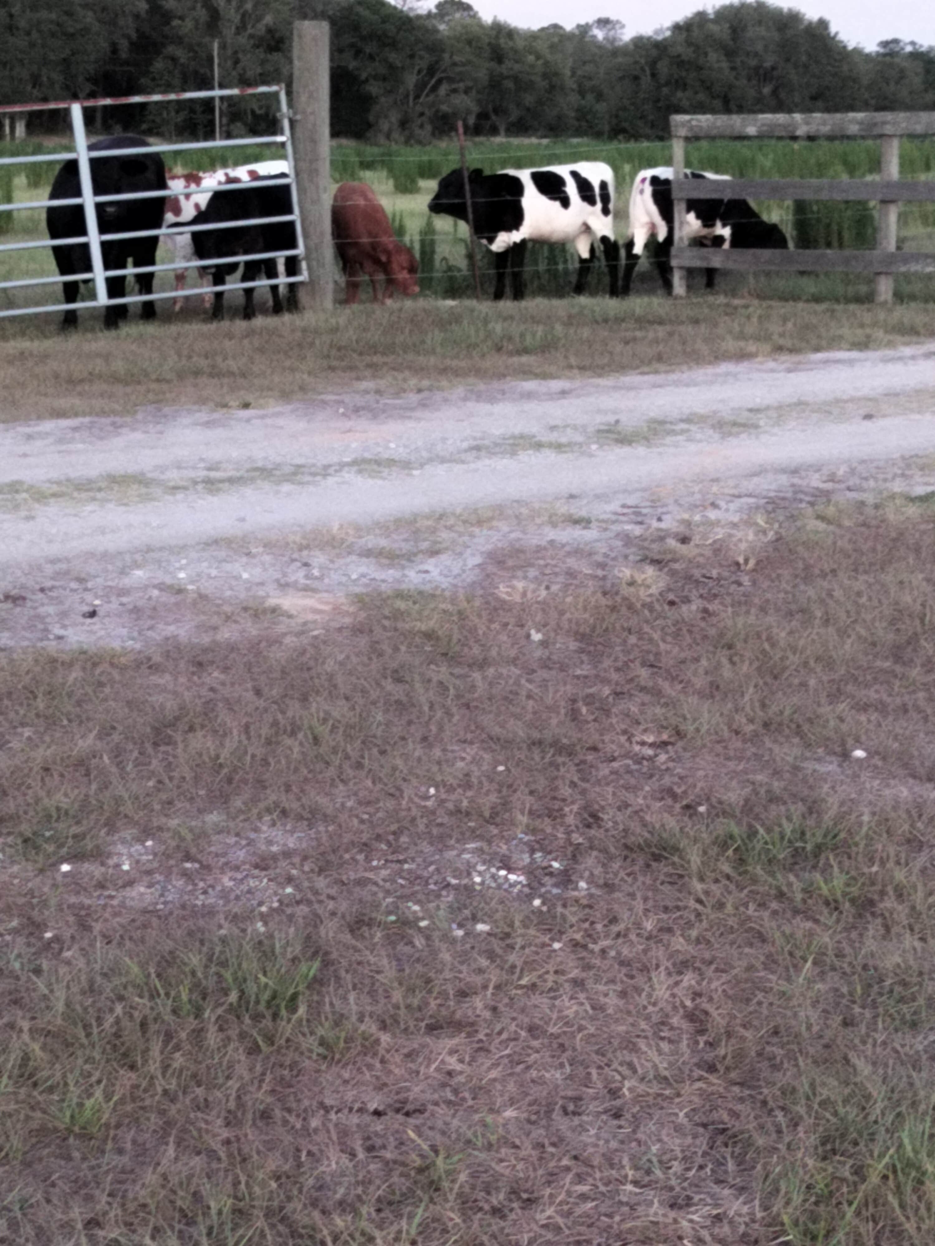 Animals