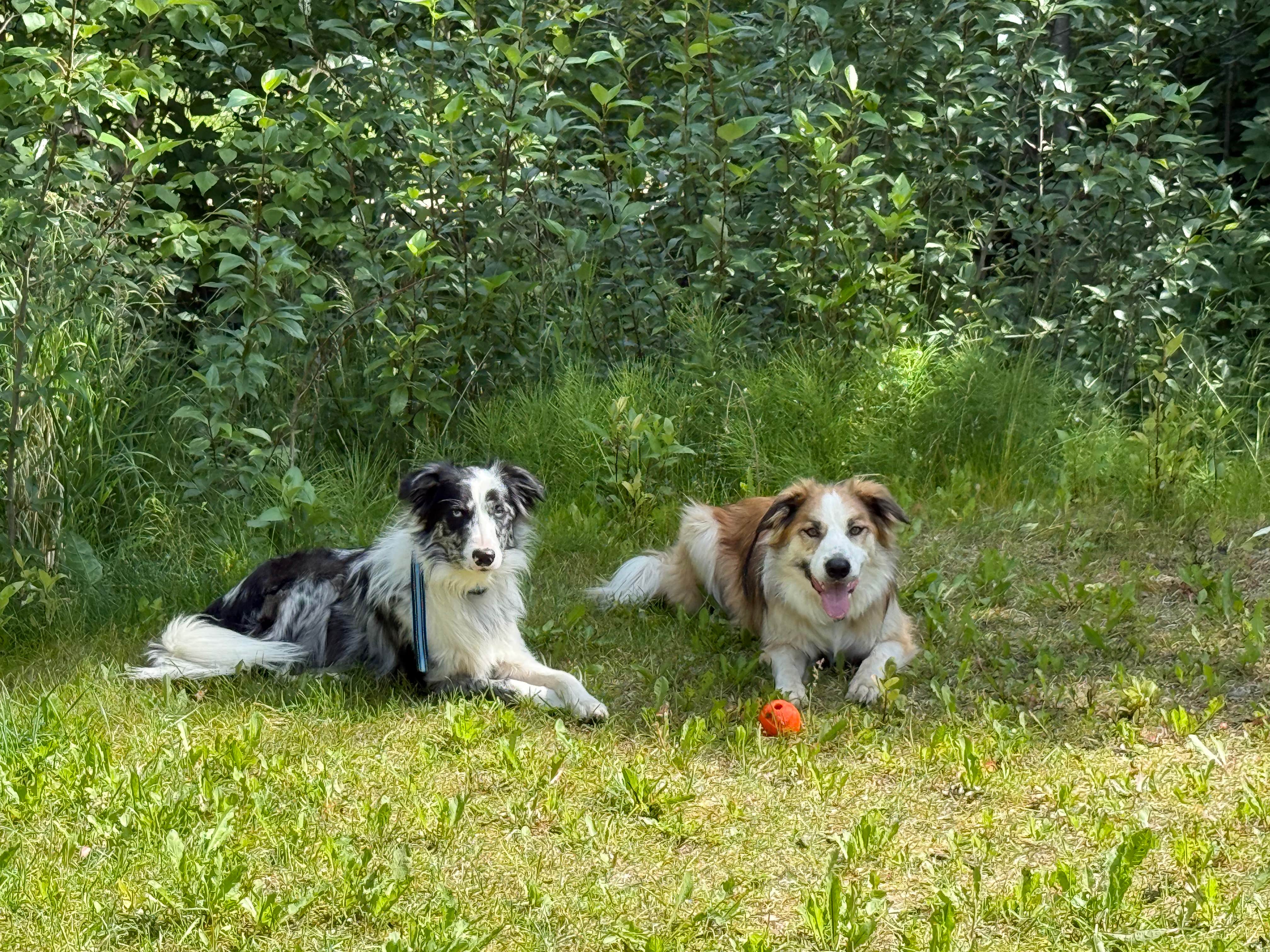 Brian J.'s photo of camping with pets at Finger Lake State Recreation Site Campground near Willow, AK