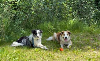 Brian J.'s photo of camping with pets at Finger Lake State Recreation Site Campground near Palmer, AK