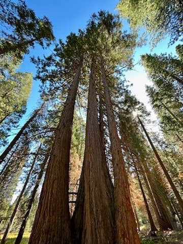 Camper submitted image from Fir Group Campground - 2