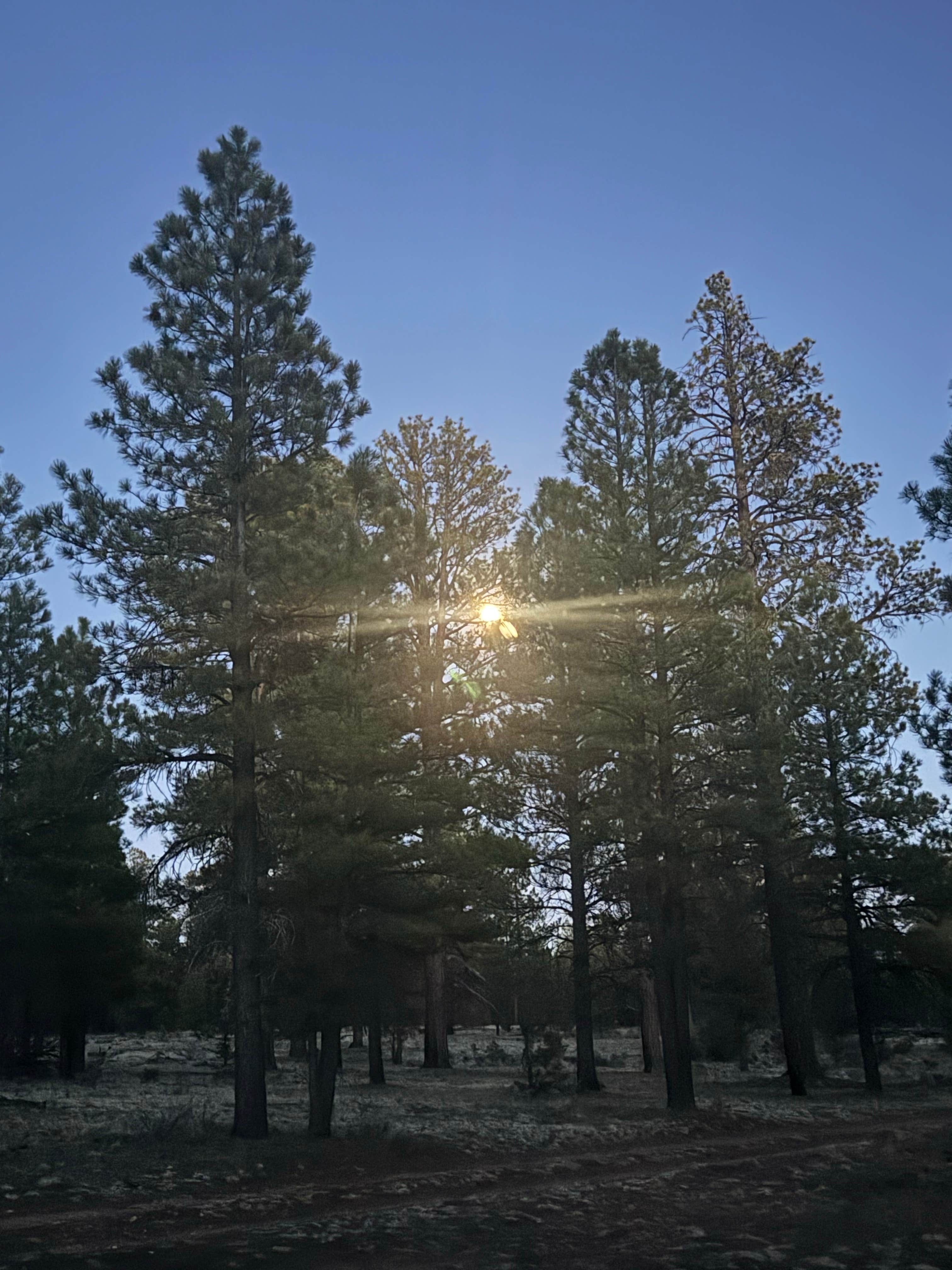 Leslie J.'s photo of a dispersed camping area at Fire Rd 688 - Dispersed near Grand Canyon National Park