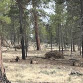 Review photo of Fire Rd 688 - Dispersed by Leslie J., April 15, 2025