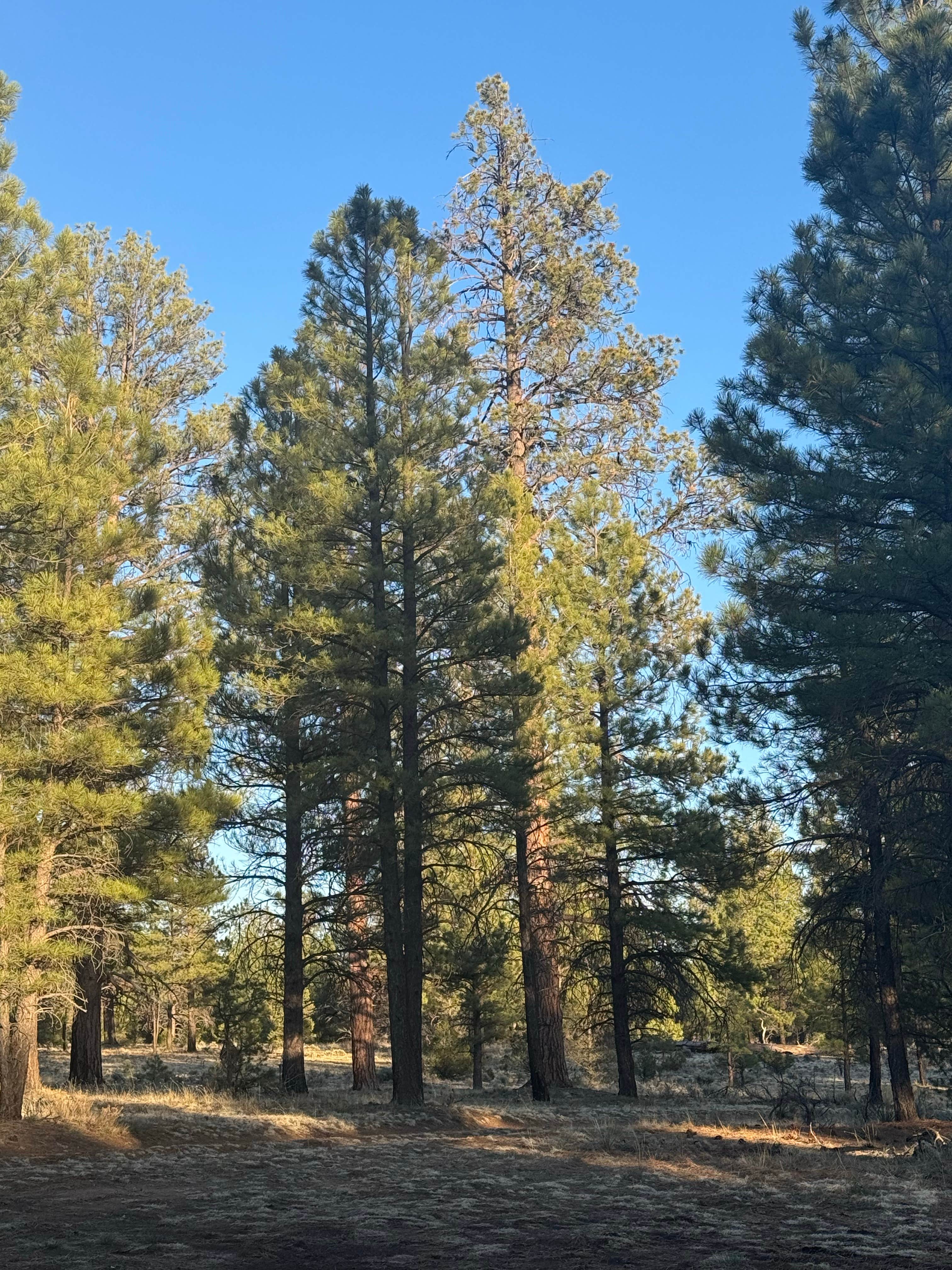 Camper-submitted photo at Fire Rd 688 - Dispersed near Grand Canyon, AZ
