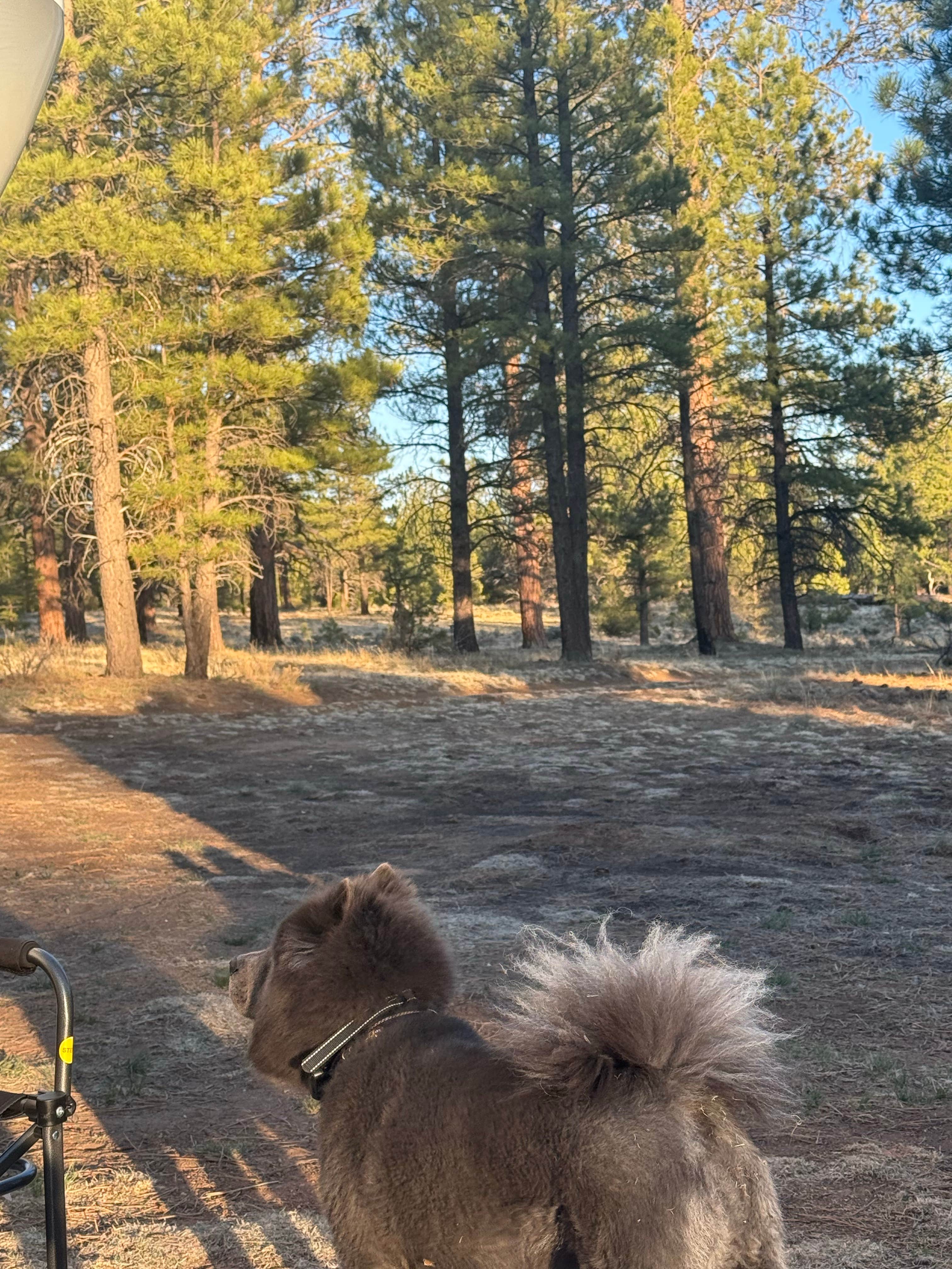 Leslie J.'s photo of camping with pets at Fire Rd 688 - Dispersed near Grand Canyon, AZ