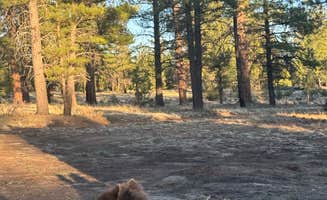 Leslie J.'s photo of camping with pets at Fire Rd 688 - Dispersed near Grand Canyon National Park