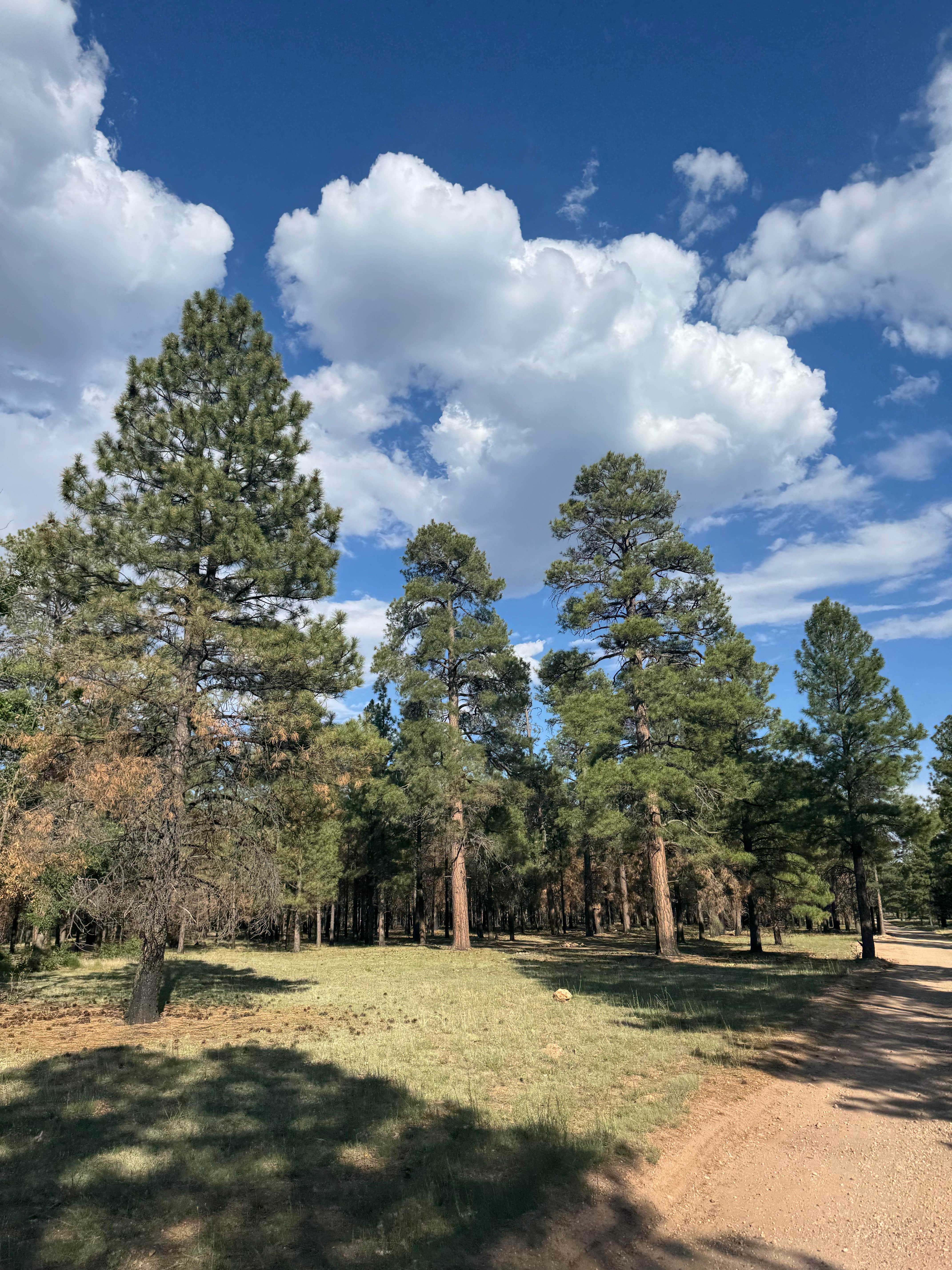 Tim M.'s photo of a dispersed camping area at Fire Road 310 Dispersed Camping near Grand Canyon, AZ