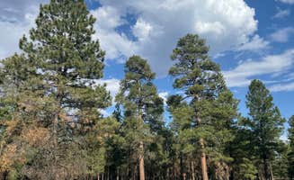Tim M.'s photo of a dispersed camping area at Fire Road 310 Dispersed Camping near Tuba City, AZ