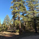 Review photo of Coconino Rim Road, Fire Road 310 Kaibab Forest by Stacia M., October 17, 2025