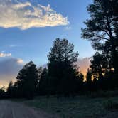 Review photo of Coconino Rim Road, Fire Road 310 Kaibab Forest by Makayla Z., June 20, 2024