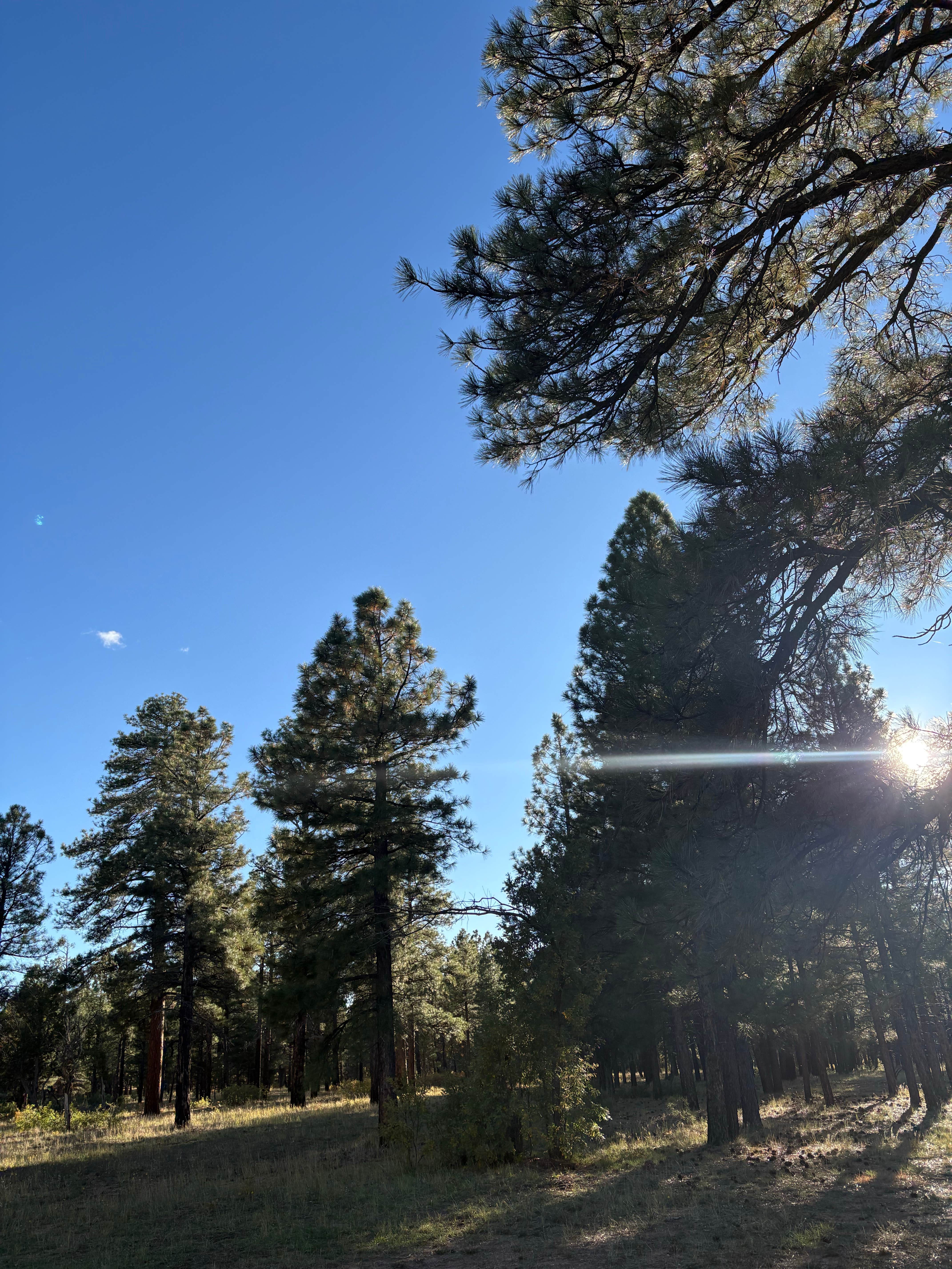 Camper-submitted photo at Coconino Rim Road, Fire Road 310 Kaibab Forest near Tuba City, AZ