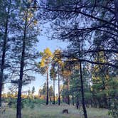 Review photo of Coconino Rim Road, Fire Road 310 Kaibab Forest by Annisa A., September 16, 2024