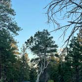 Review photo of Coconino Rim Road, Fire Road 310 Kaibab Forest by Makayla Z., June 20, 2024