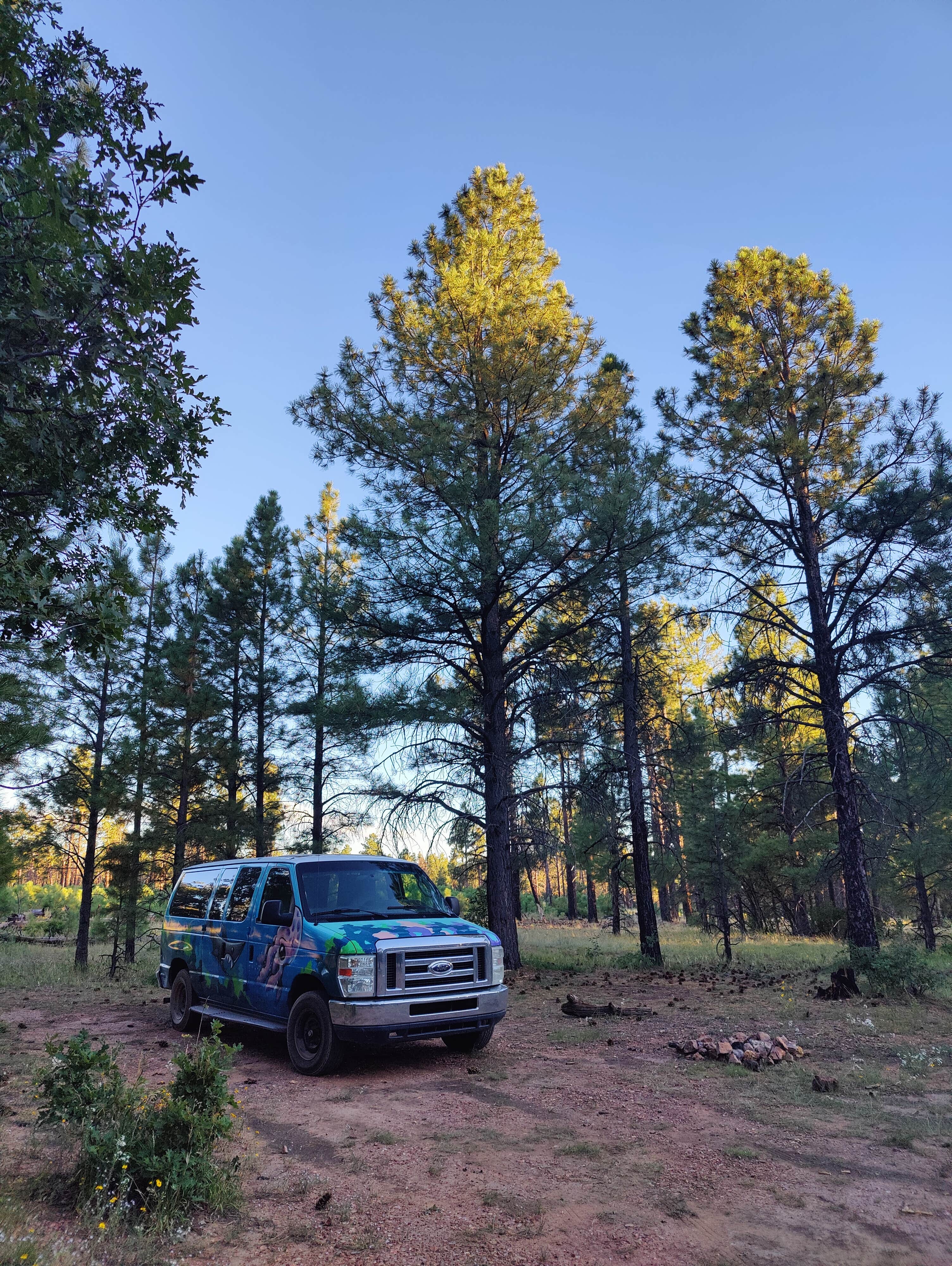 Camper submitted image from Coconino Rim Road, Fire Road 310 Kaibab Forest - 4