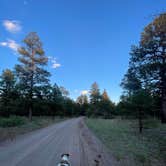 Review photo of Coconino Rim Road, Fire Road 310 Kaibab Forest by Makayla Z., June 20, 2024