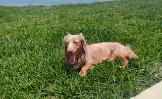 Cindy S.'s photo of camping with pets at Firefly Coastal Bend- Corpus Christi near Padre Island National Seashore