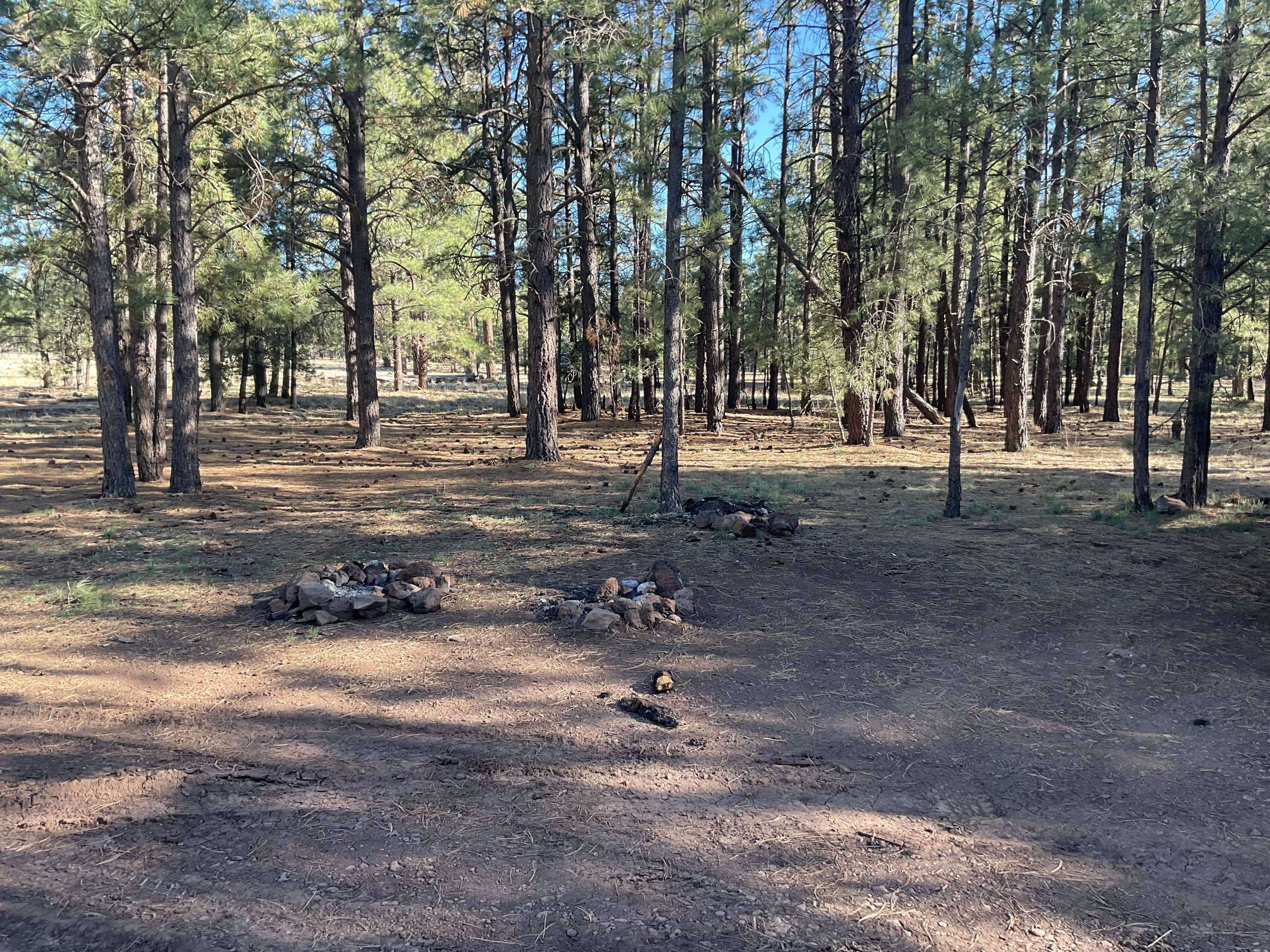 Camping near Bear Paw RV Park: Fish Creek Camp, Greer, Arizona