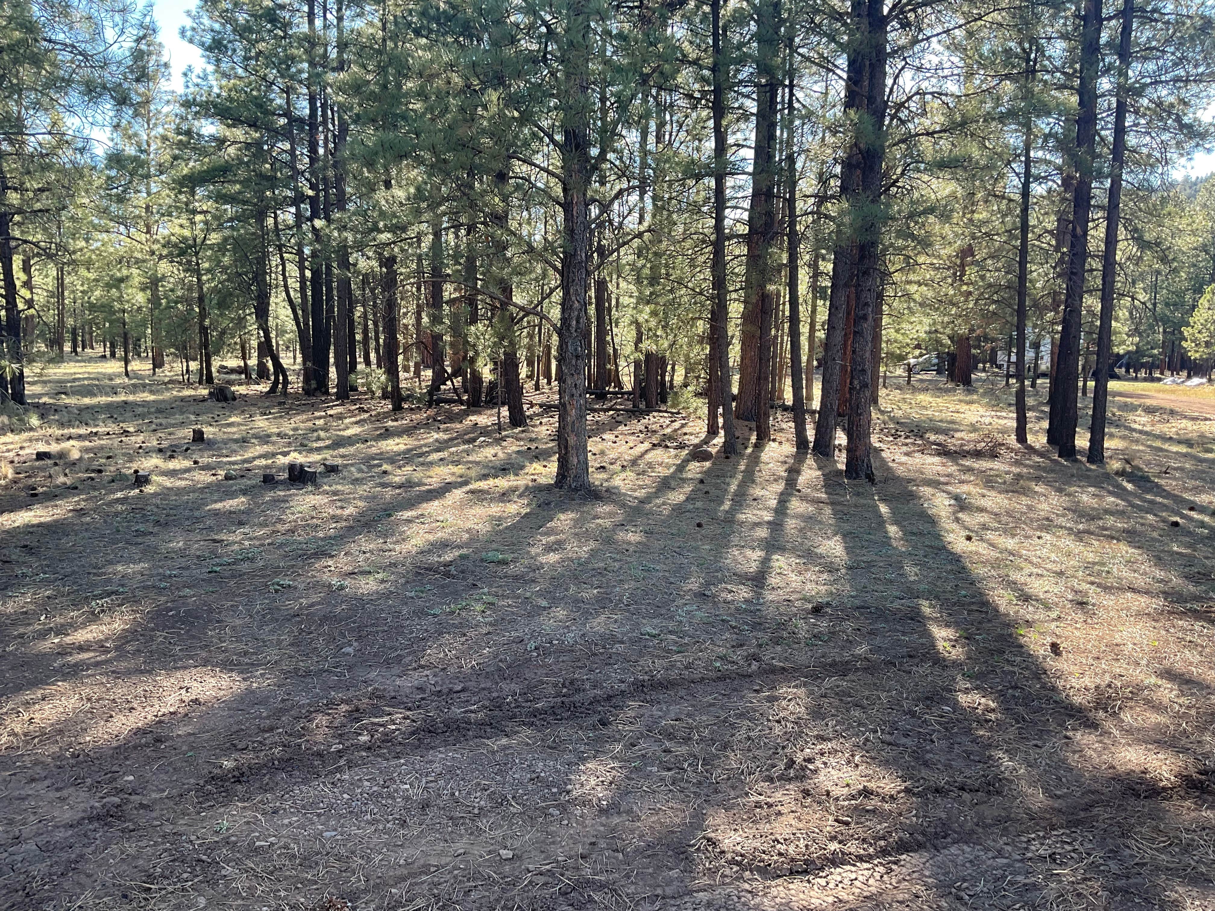 Camper-submitted photo at Fish Creek Camp near Springerville, AZ
