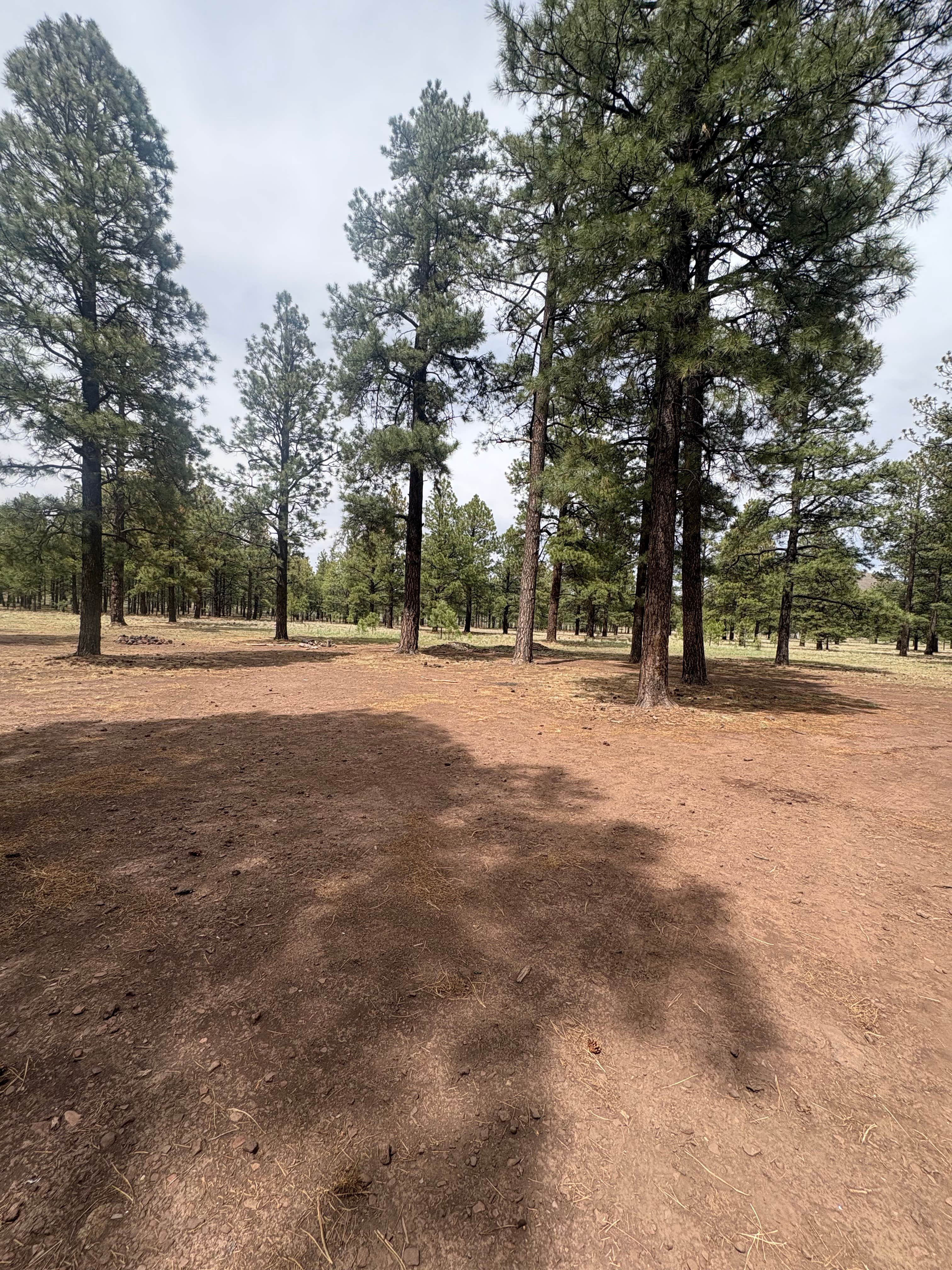 Camper-submitted photo at Fish Creek Camp near Greer, AZ