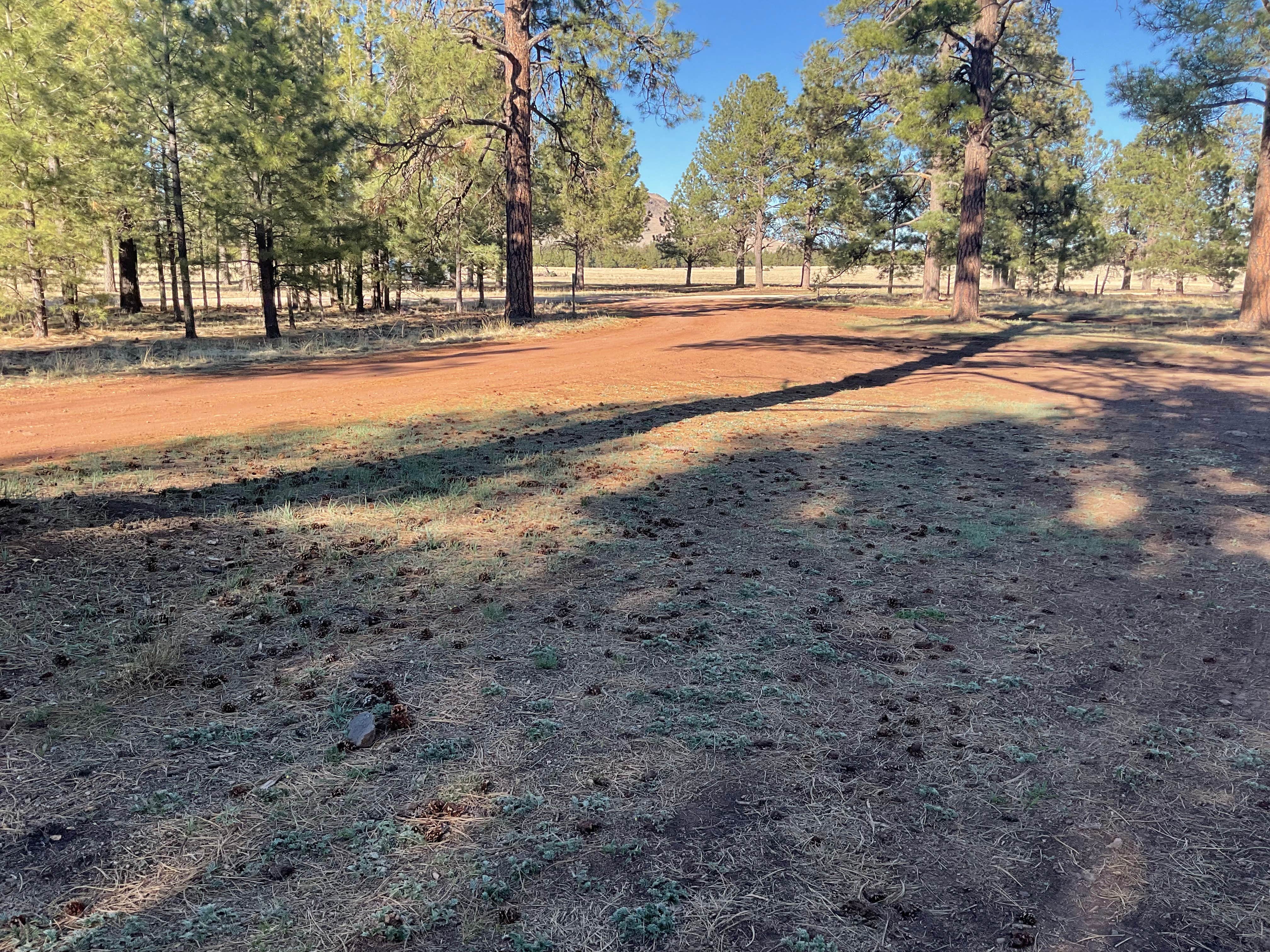 Camper-submitted photo at Fish Creek Camp near Springerville, AZ