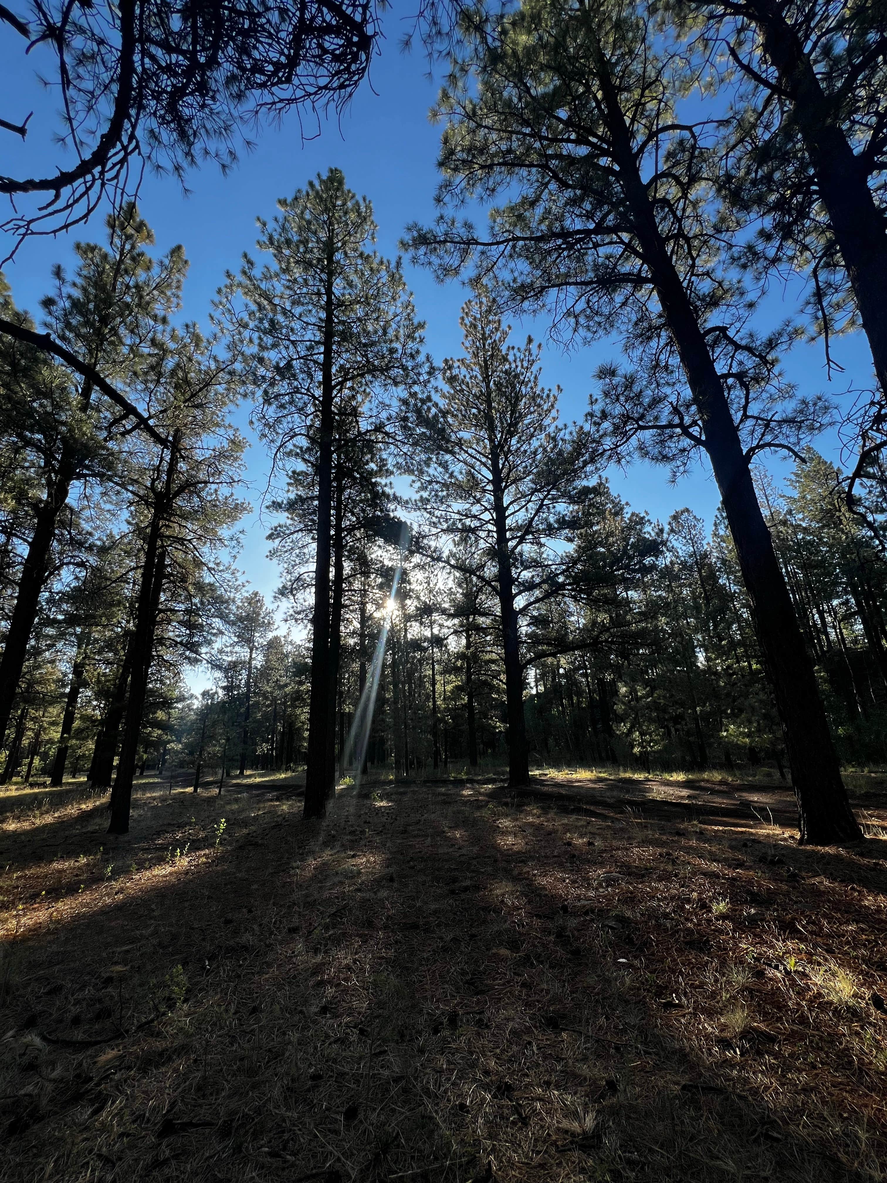 Camper-submitted photo at Fish Creek Camp near Eagar, AZ