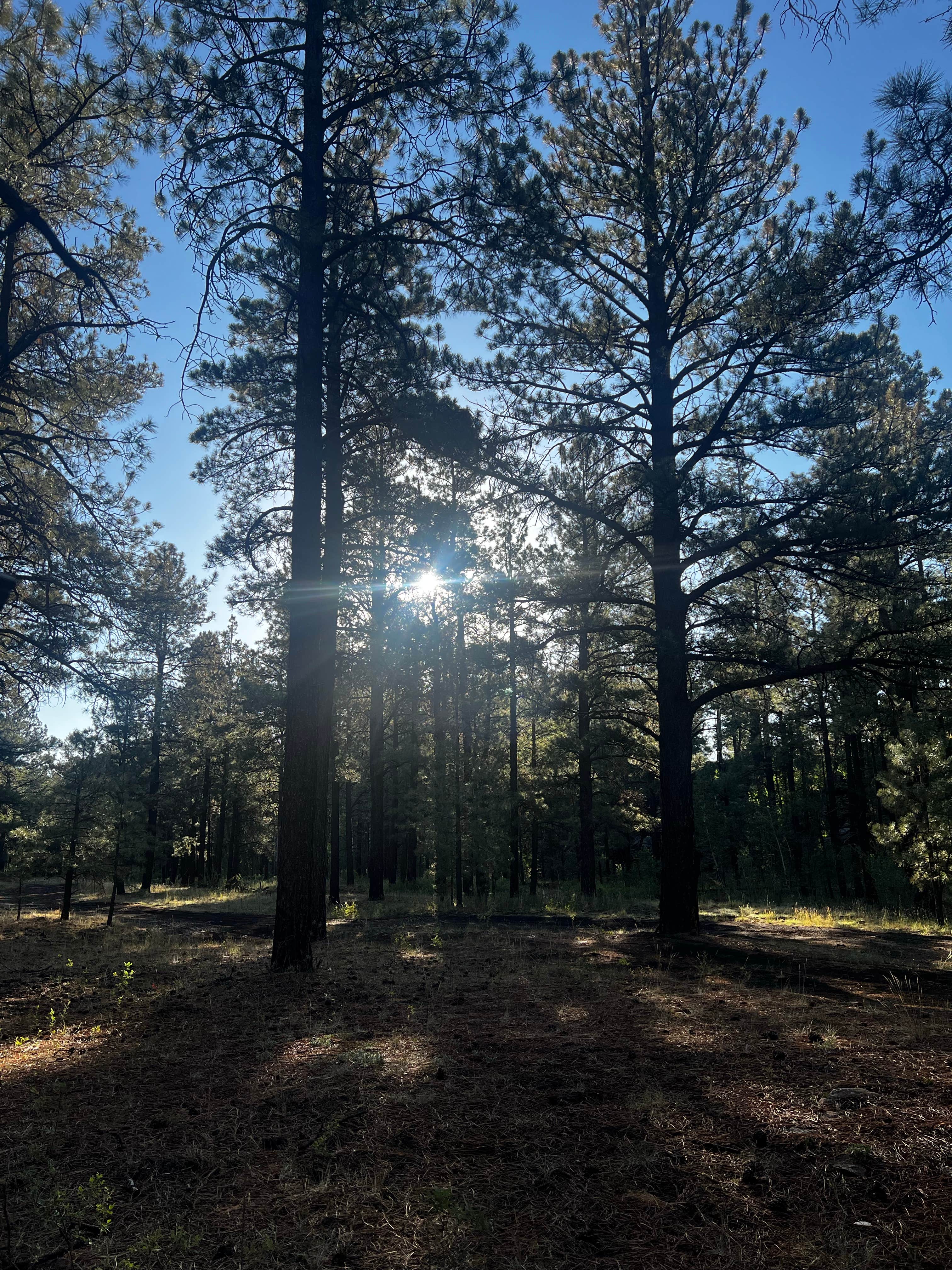 Camper-submitted photo at Fish Creek Camp near Eagar, AZ