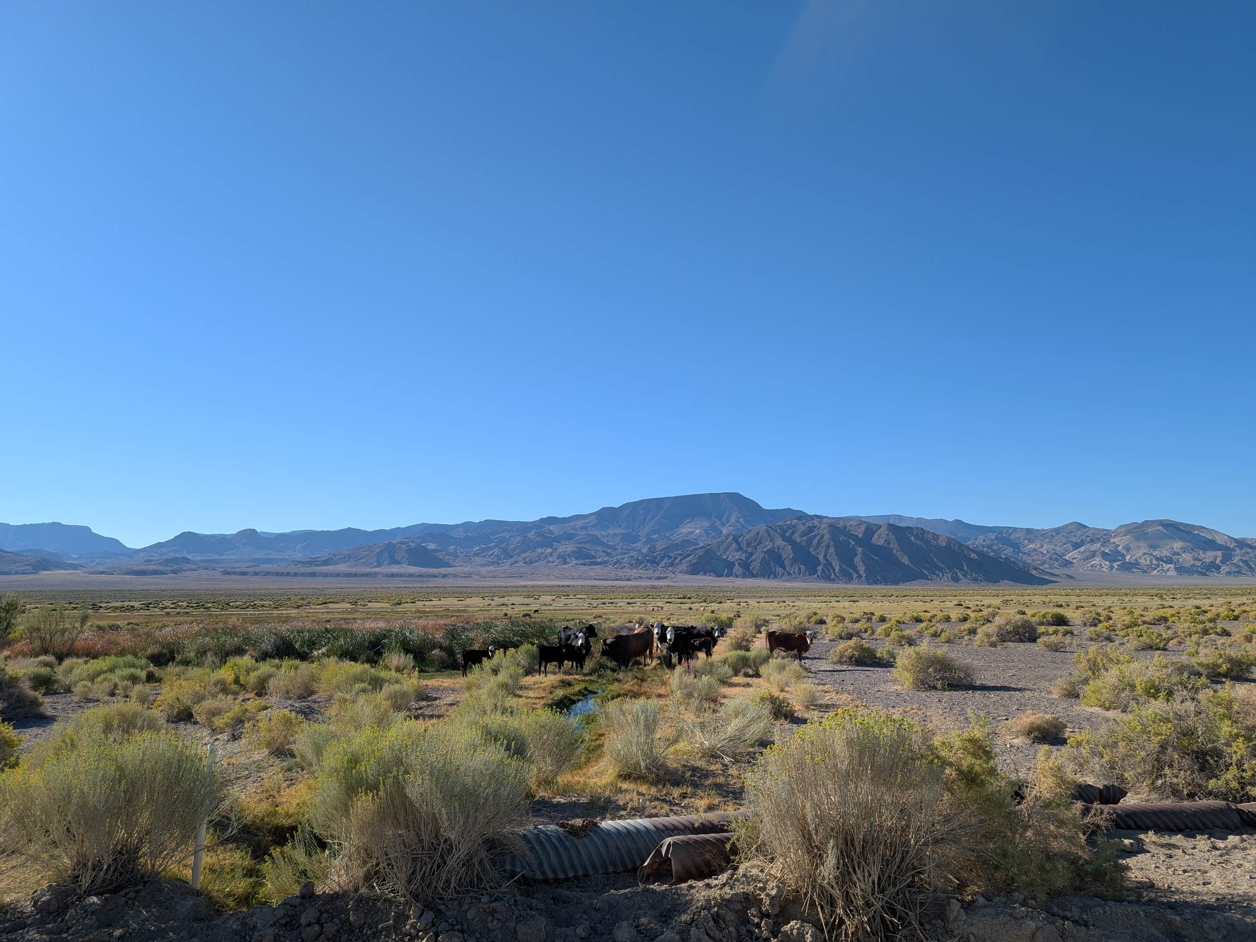 Camper-submitted photo at Fish Lake Valley Hot Springs near Tahoe National Forest