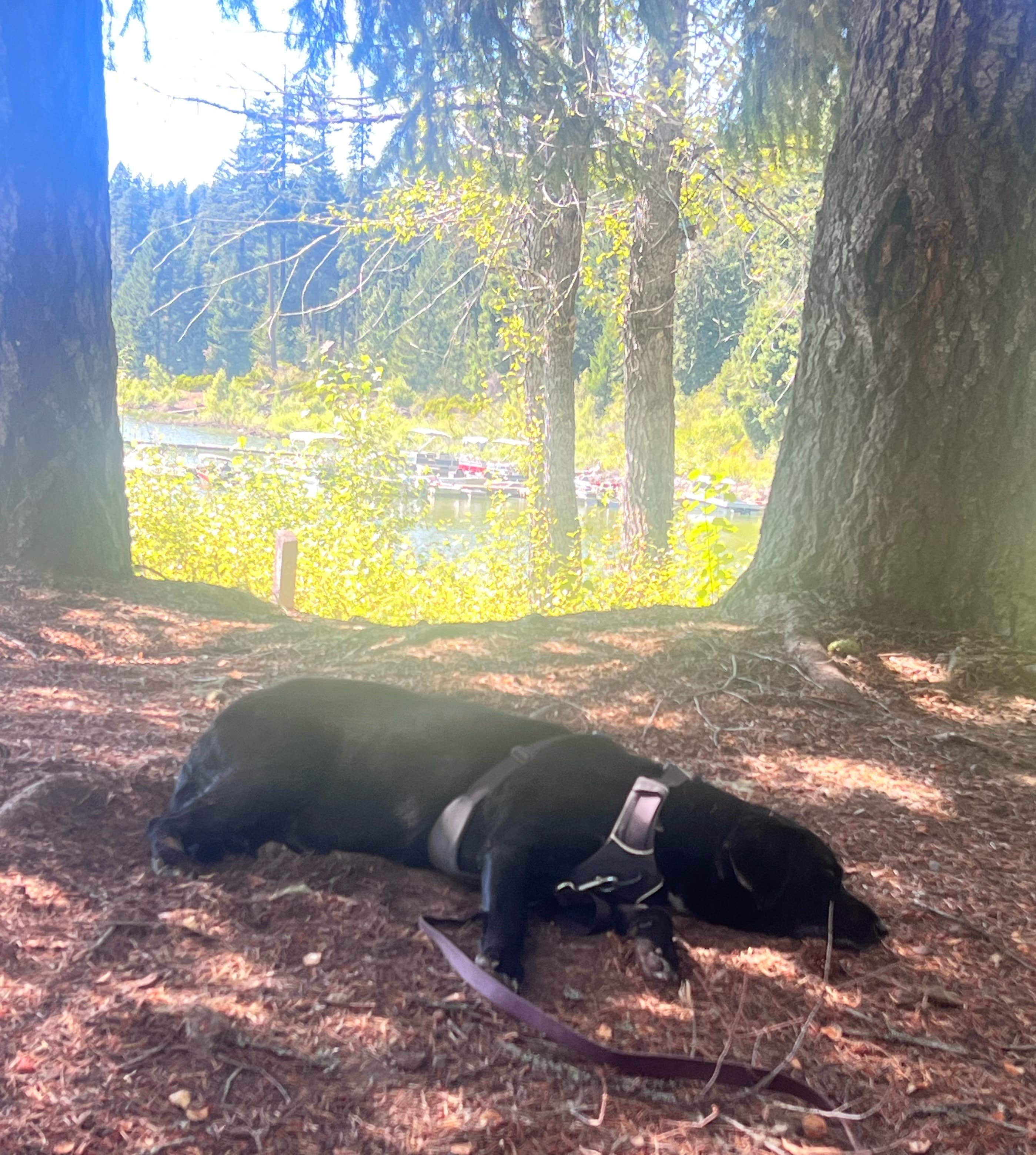 Kirsten G.'s photo of camping with pets at Fish Lake Resort near Fremont-Winema National Forest