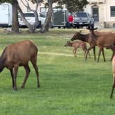 Review photo of Fishing Bridge RV Park--Yellowstone National Park by Beth B., July 16, 2025