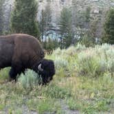 Review photo of Fishing Bridge RV Park--Yellowstone National Park by Beth B., July 16, 2025