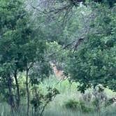 Review photo of Fishlake National Forest Oak Creek Rec Site by Roger W., June 23, 2026