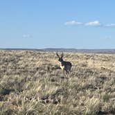 Review photo of Flaming Gorge NRA Dispersed by Wild Berries B., May 19, 2024