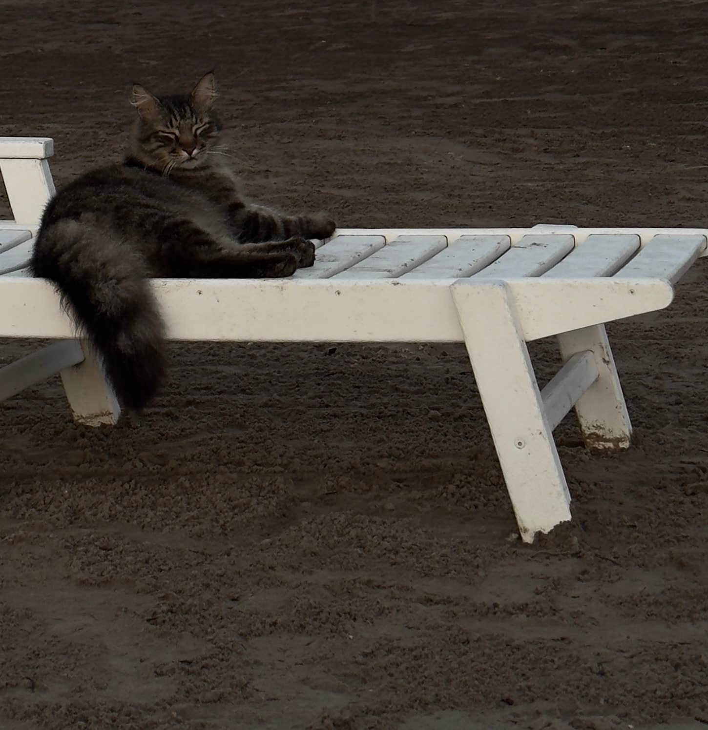 Drew H.'s photo of camping with pets at Flamingo Lake RV Resort near Fleming Island, FL